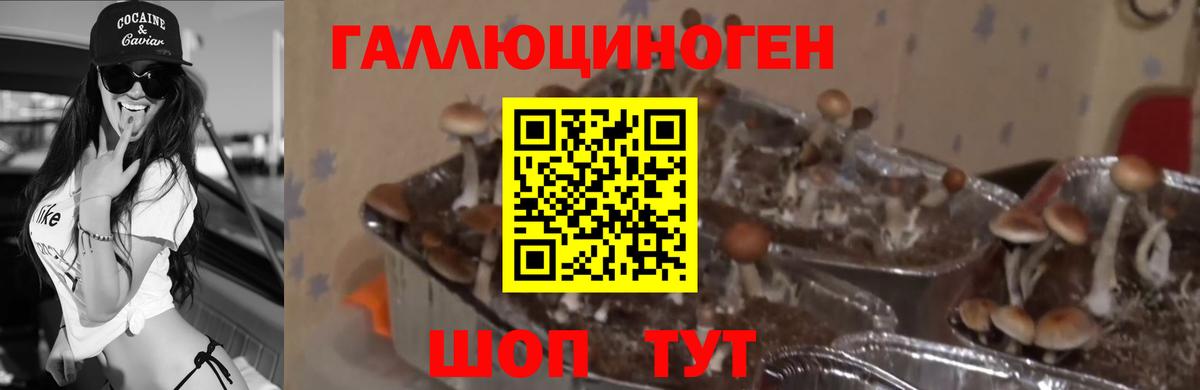 ГАШИШ  Новый Уренгой  ГАШИШ  Кокаин  А ПВП СОЛЬ кристаллы  Наркошоп  Вход с VPN  Меф МЯУ МЯУ  